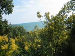 Le mimosa sauvage du fond du jardin, en Février